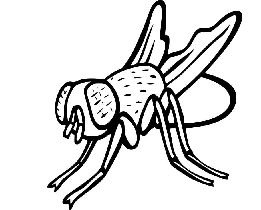 Dibujos de Dibujar Mosca Imprimible para niños para colorear