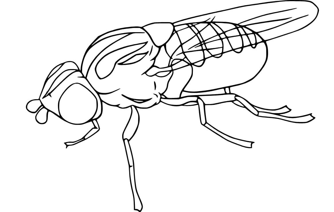 Dibujos de Dibujar Mosca para niños para colorear