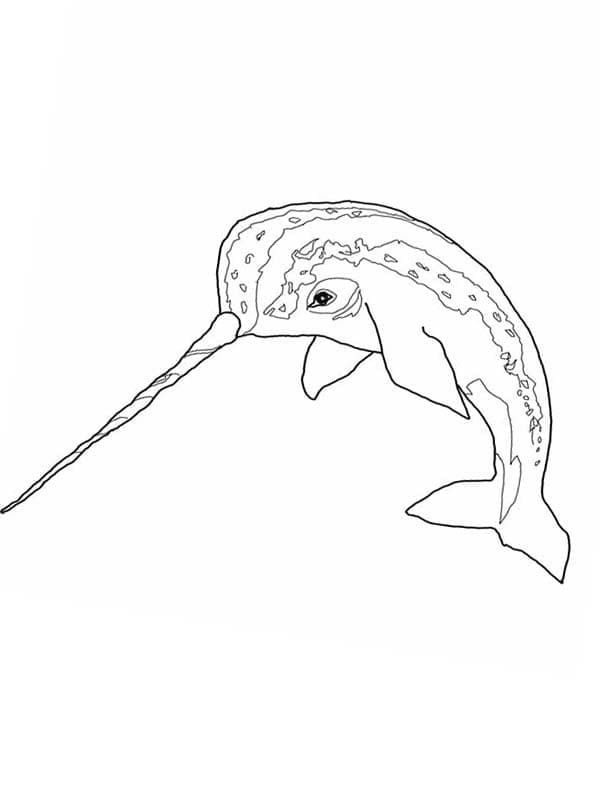 Dibujos de Dibujar Narval fácil para colorear