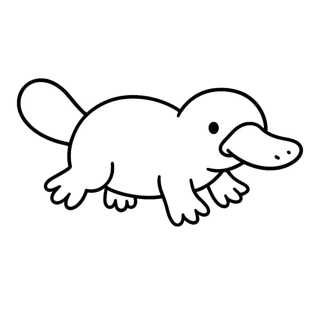 Dibujos de Dibujar Ornitorrinco 1 para colorear