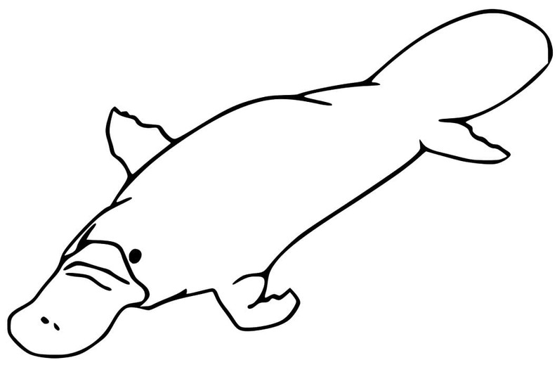 Dibujos de Dibujar Ornitorrinco 5 para colorear