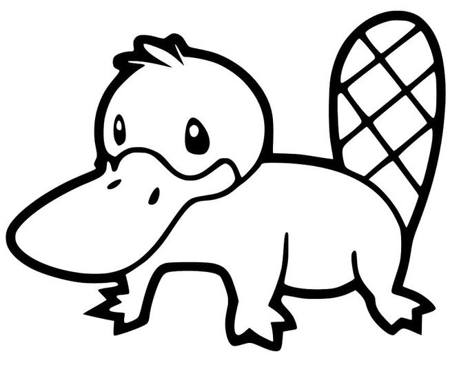 Dibujos de Dibujar Ornitorrinco Básico en niños para colorear