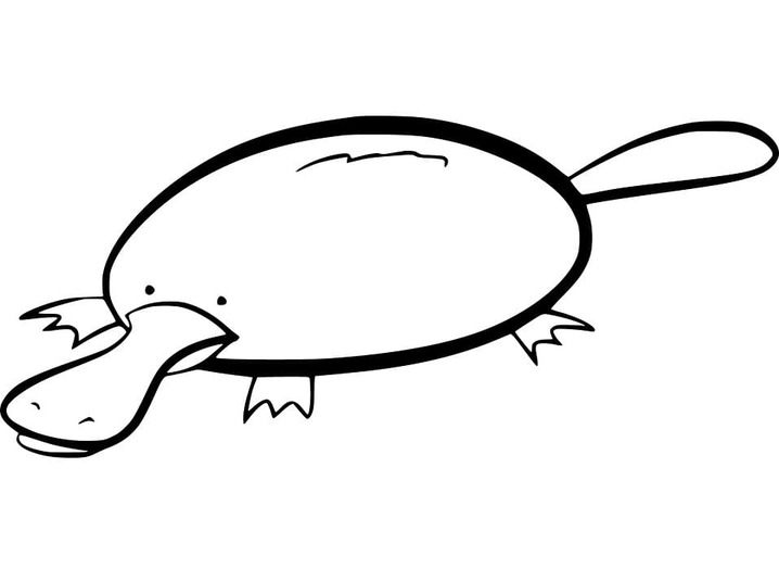 Dibujos de Dibujar Ornitorrinco divertido para colorear