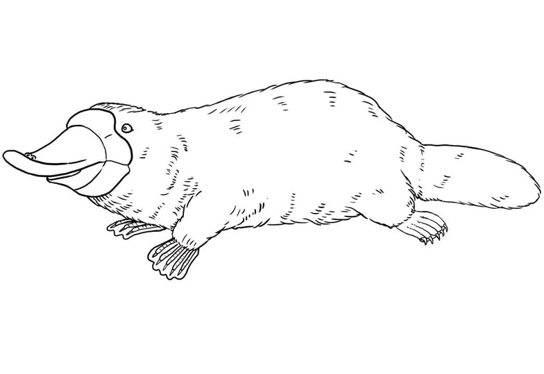 Dibujos de Dibujar Ornitorrinco gratis para colorear