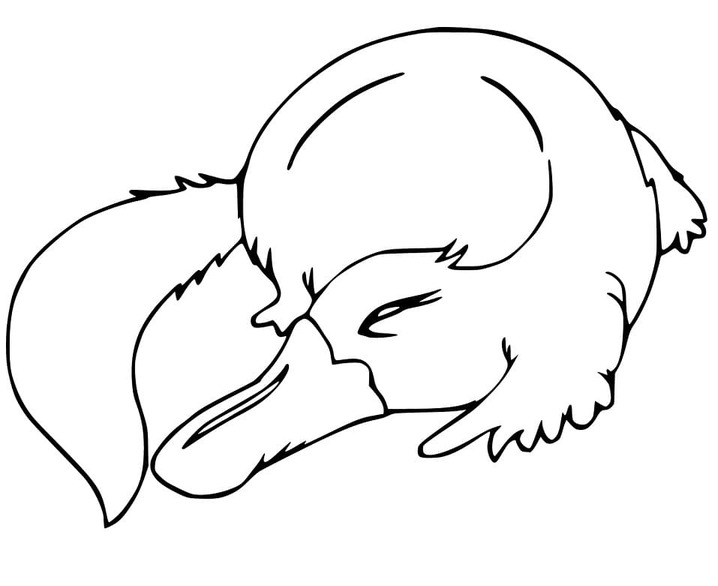 Dibujos de Dibujar Ornitorrinco Imprimible para niños para colorear