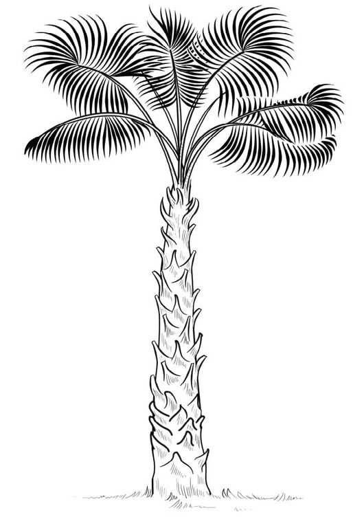 Dibujos de Dibujar Palmera Imprimible para niños para colorear