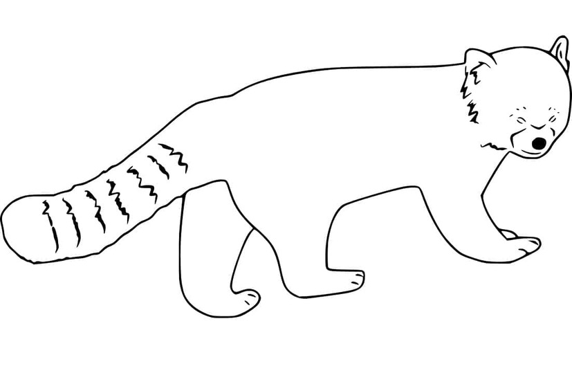 Dibujos de Dibujar panda rojo en niños para colorear