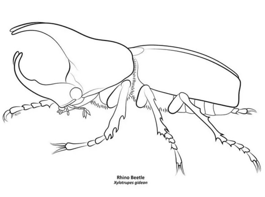 Dibujos de Dibujar un escarabajo rinoceronte para colorear