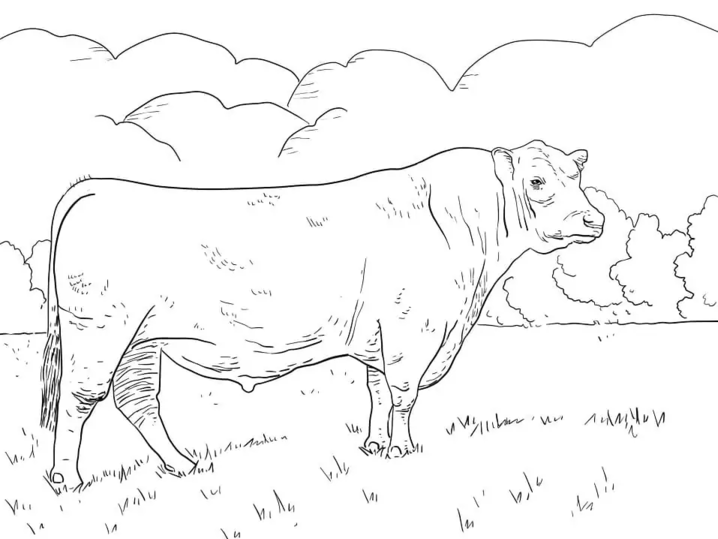 Dibujar un toro angus para colorir