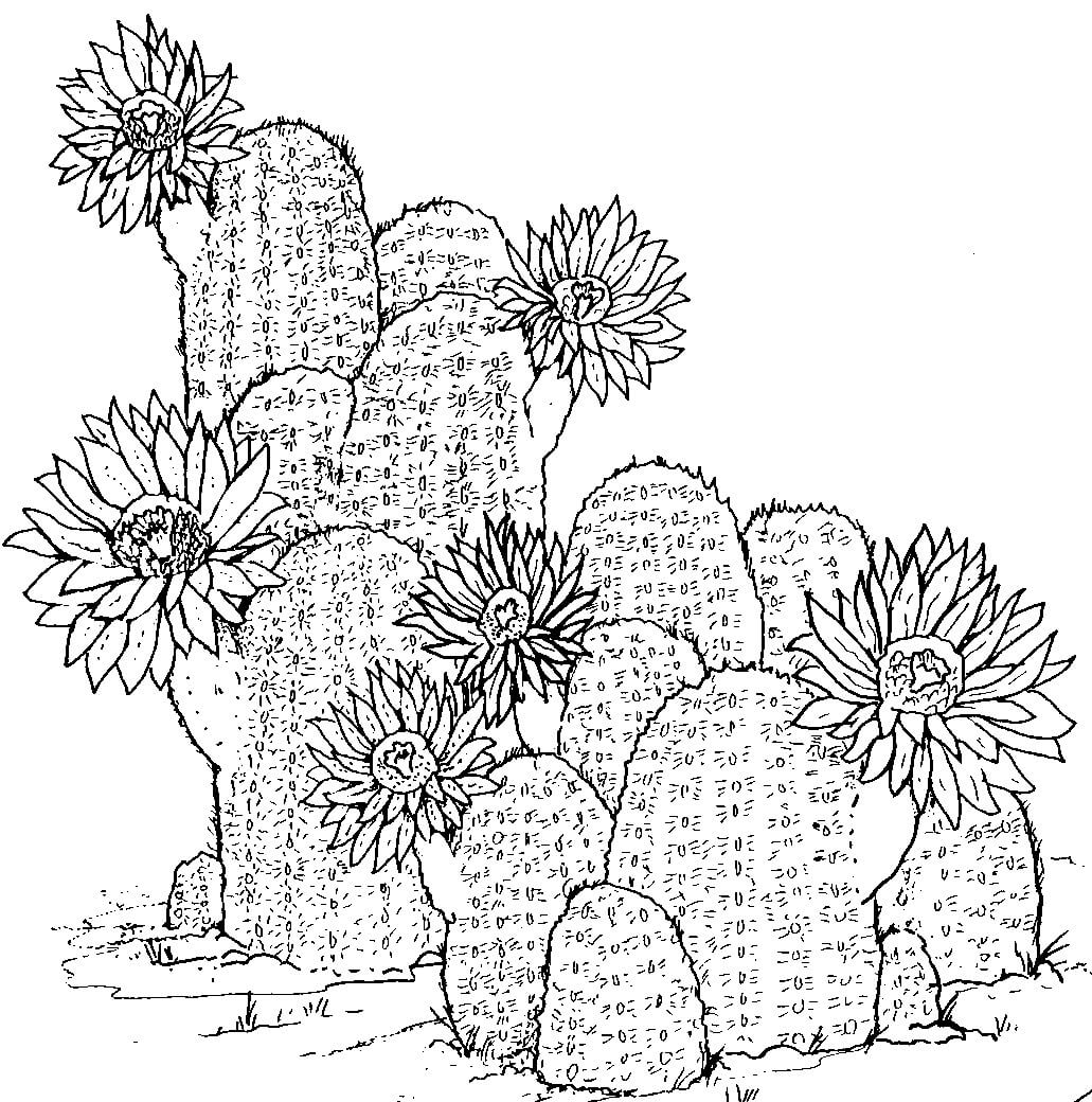 Dibujos de Dibujo a Mano de Cactus para colorear
