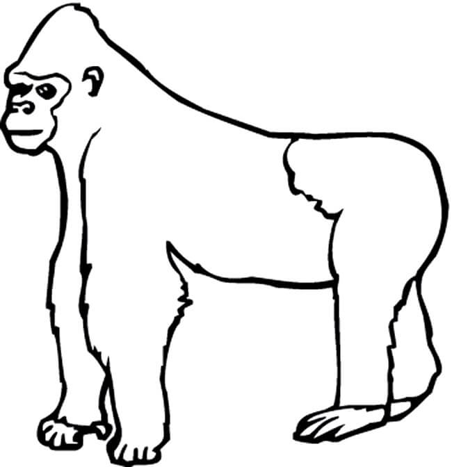 Dibujos de Dibujo Básico Gorila para colorear