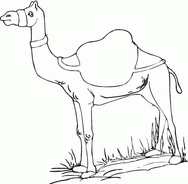 Dibujos de Dibujo imprimir camellos para colorear