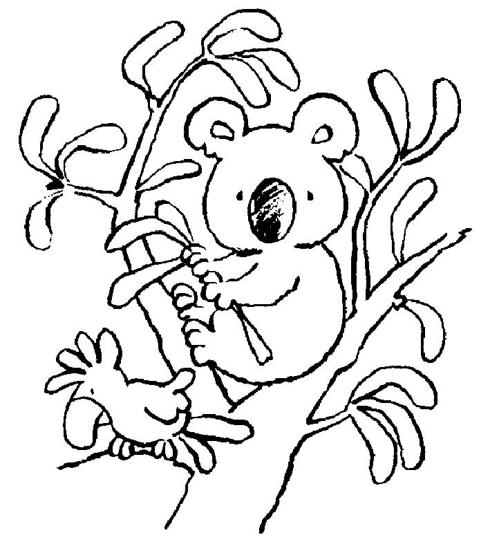 Dibujo Loro y Koala para colorir