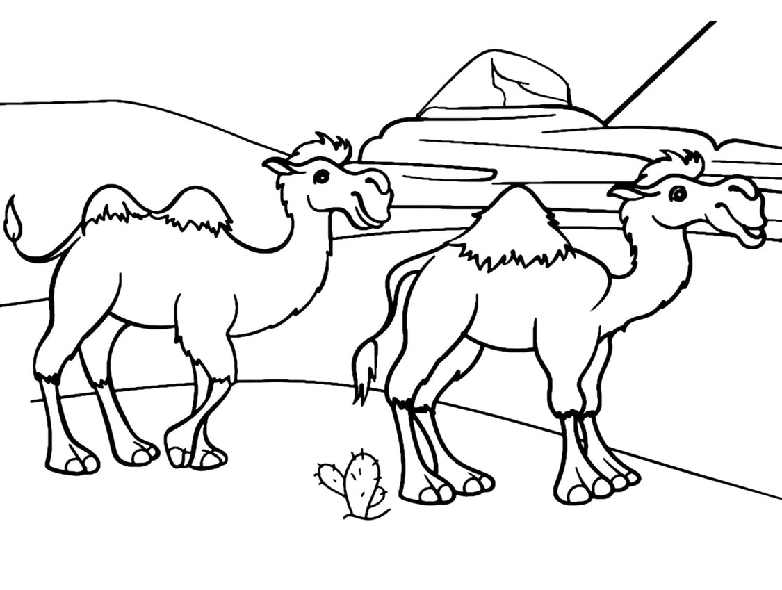 Dibujos de Dos camellos para colorear