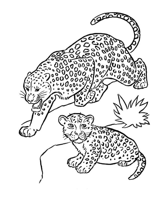 Dibujos de Dos Jaguares para colorear