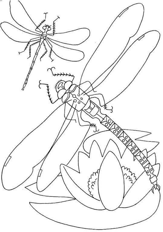 Dibujos de Dos libélulas para colorear