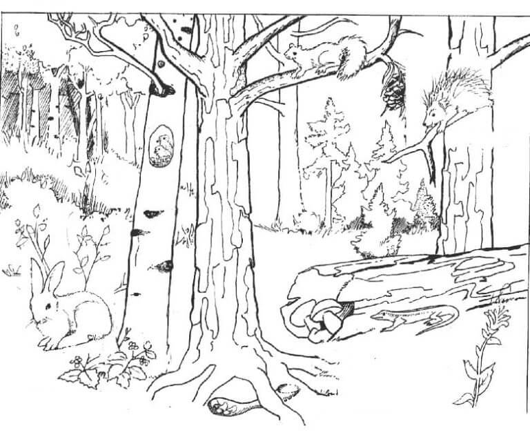 El bosque y sus habitantes para colorir