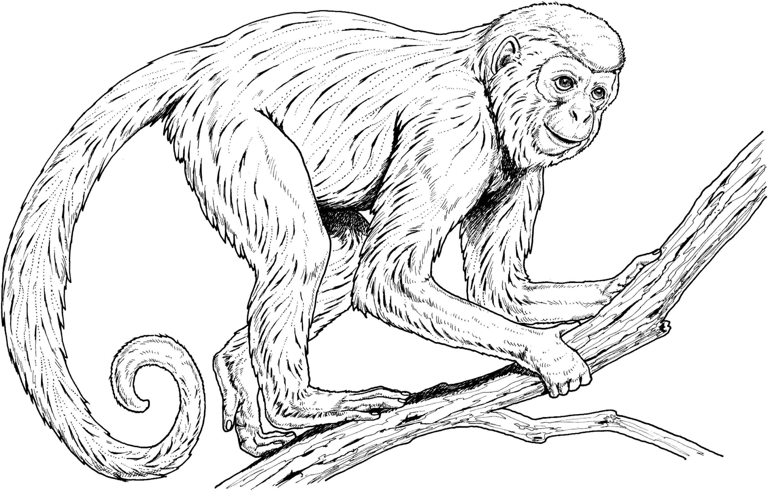 Dibujos de El mono es para Adultos para colorear