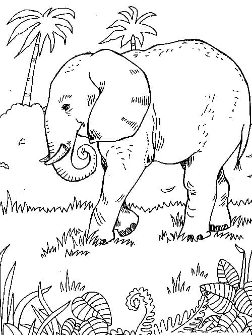 Dibujos de Elefante Imprimible para niños para colorear