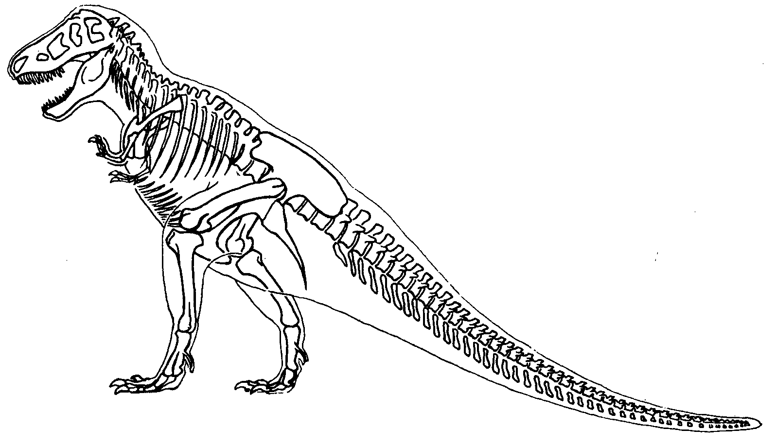 Esqueleto, Tirano Saurio Rex para colorir