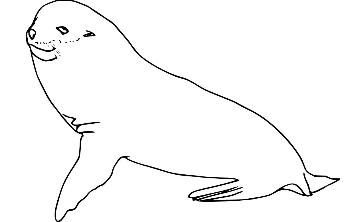 Dibujos de Fácil realista Foca para colorear