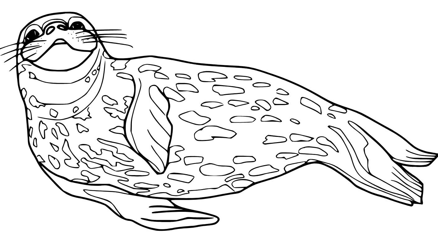 Dibujos de Foca moteada realista para colorear