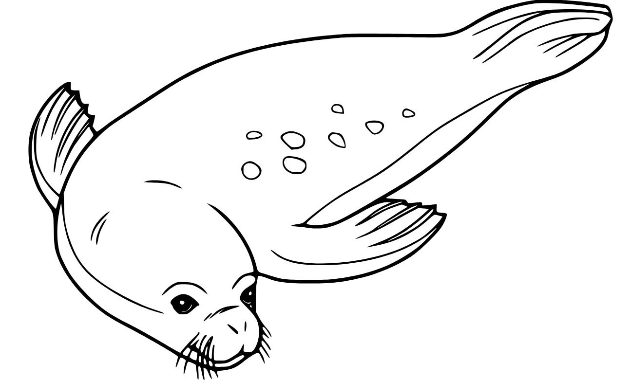 Dibujos de Foca nadadora realista para colorear