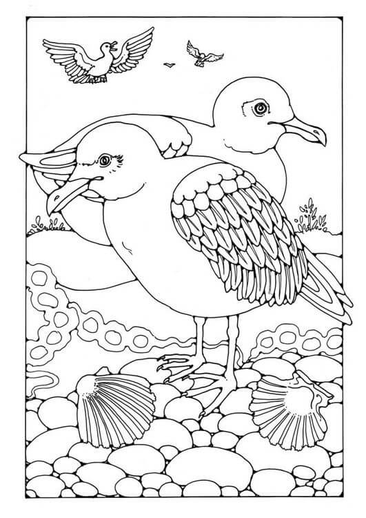 Dibujos de Gaviotas de Aves para colorear