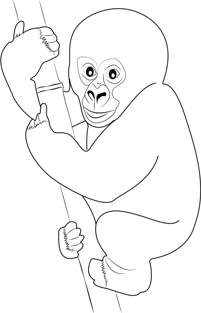 Dibujos de Gorila Abraza una rama de Árbol para colorear
