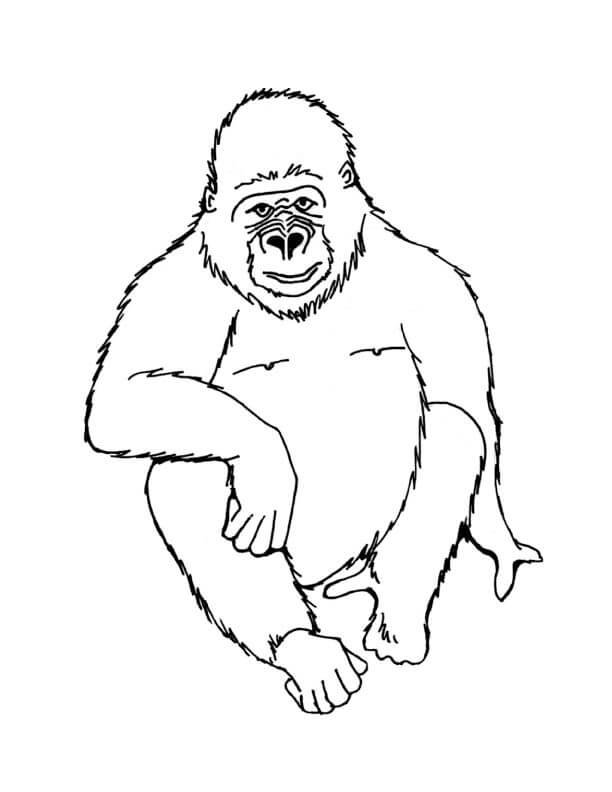 Dibujos de Gorila Básico Sentado para colorear