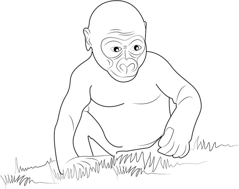 Dibujos de Gorila Bebé Básico para colorear
