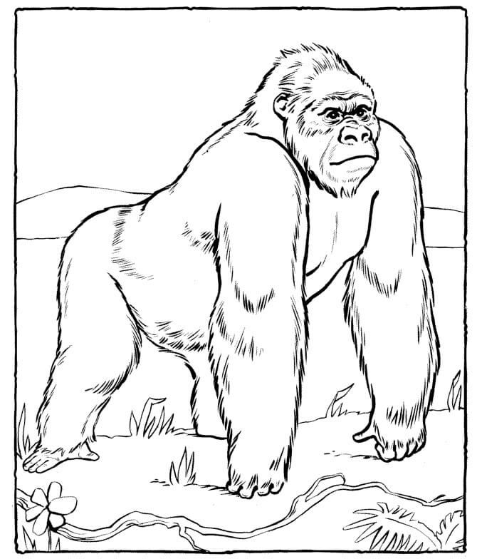 Dibujos de Gorila en el Zoológico para colorear