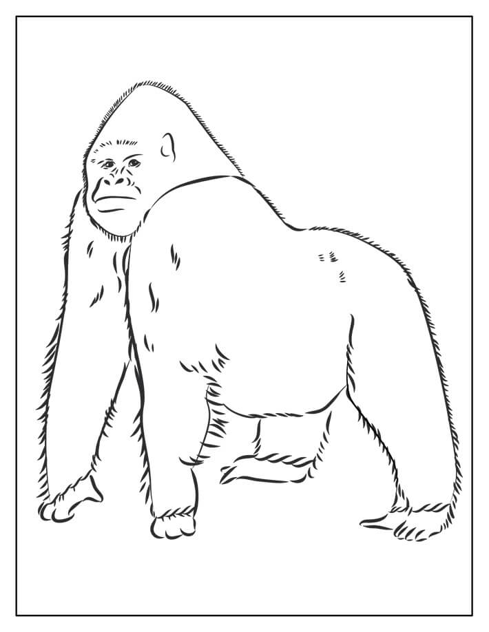 Dibujos de Gorila Imágenes Gratis para colorear