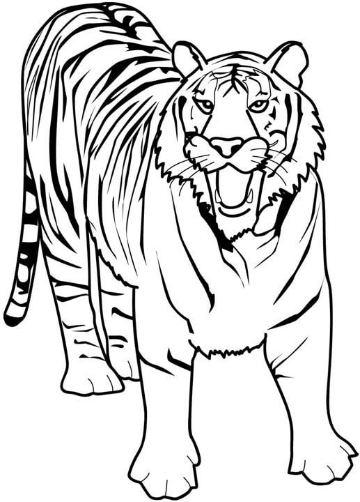 Dibujos de Gran Tigre para colorear