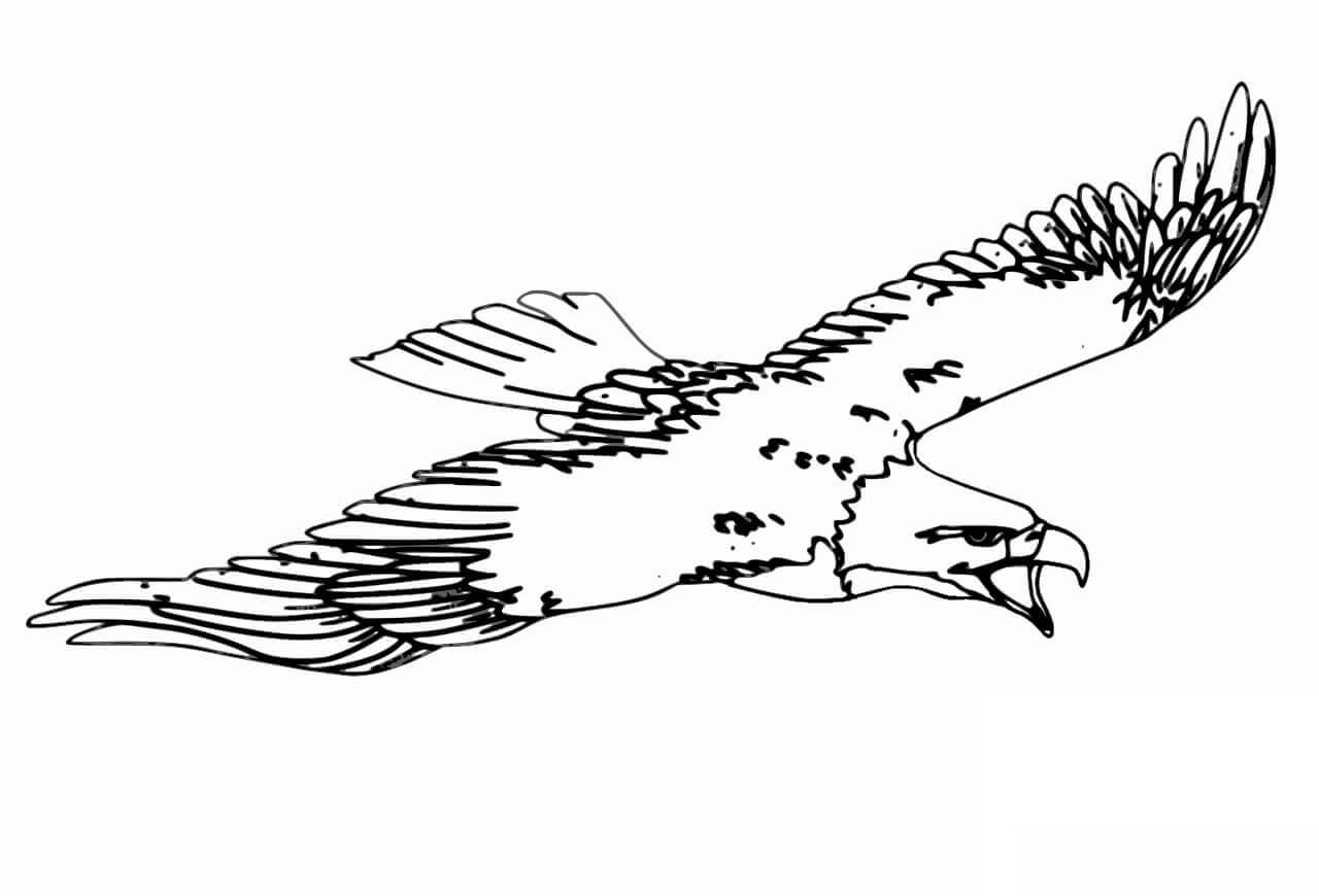 Dibujos de Gran vuelo del Águila para colorear