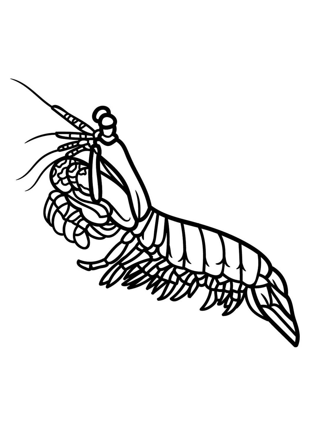 Dibujos de Gratis camarones para colorear