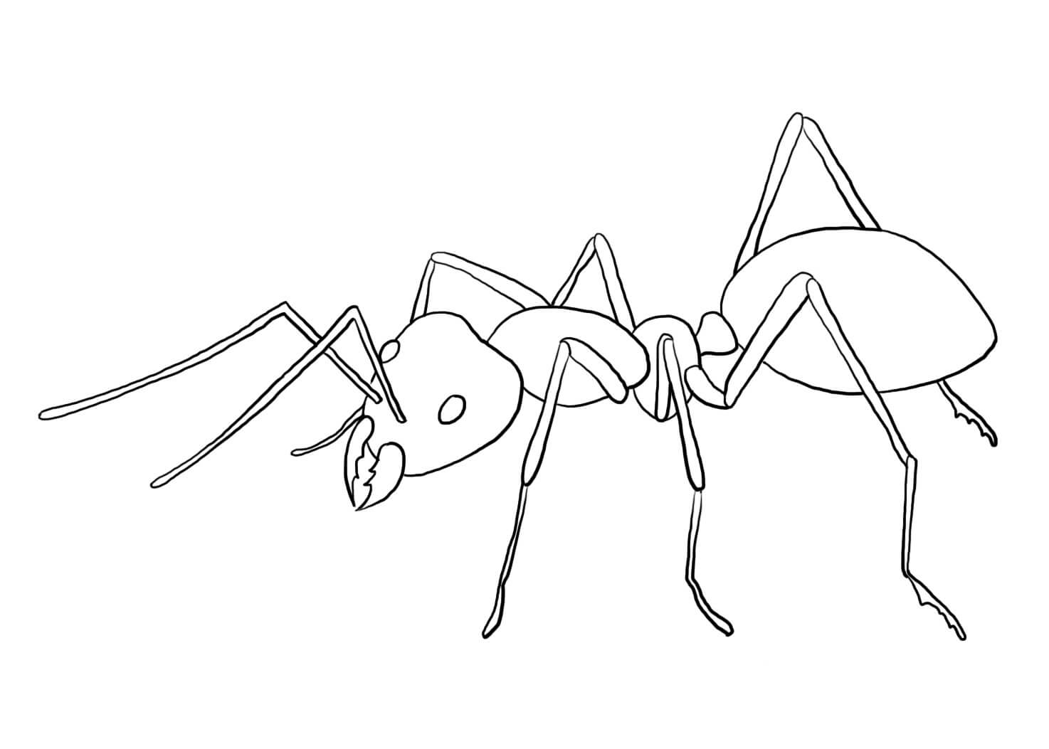 Dibujos de Hermosa Hormiga para colorear