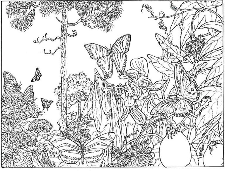 Dibujos de Hermosas mariposas en el bosque para colorear