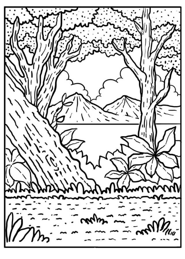 Dibujos de Hermoso bosque para colorear