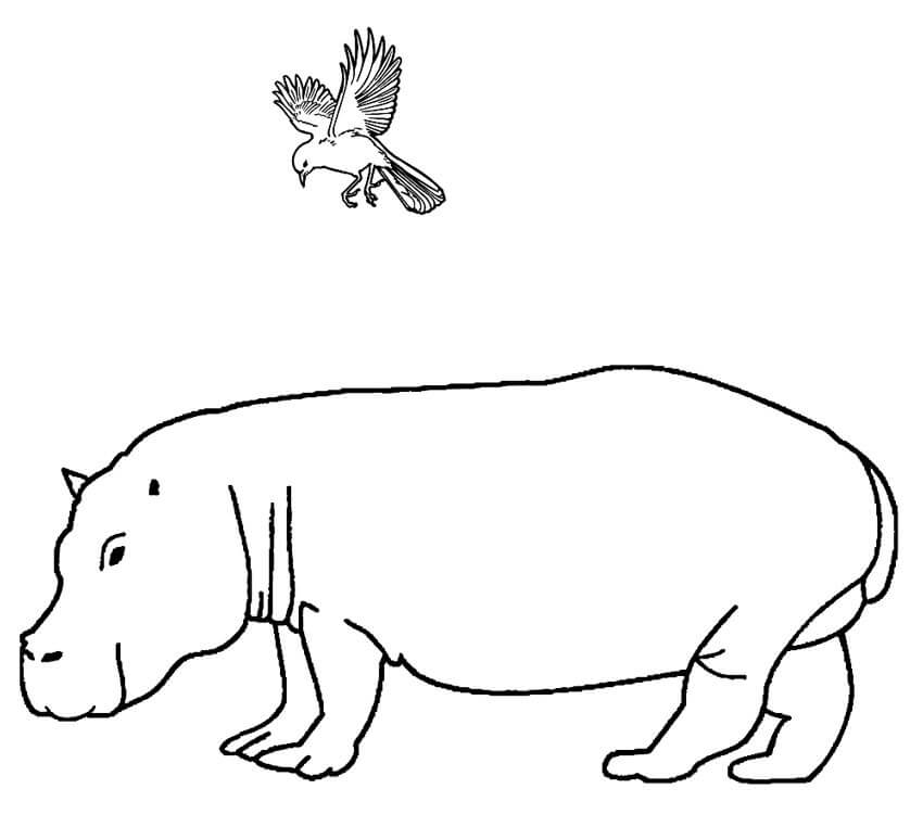 Dibujos de Hipopótamo y Pájaro para colorear