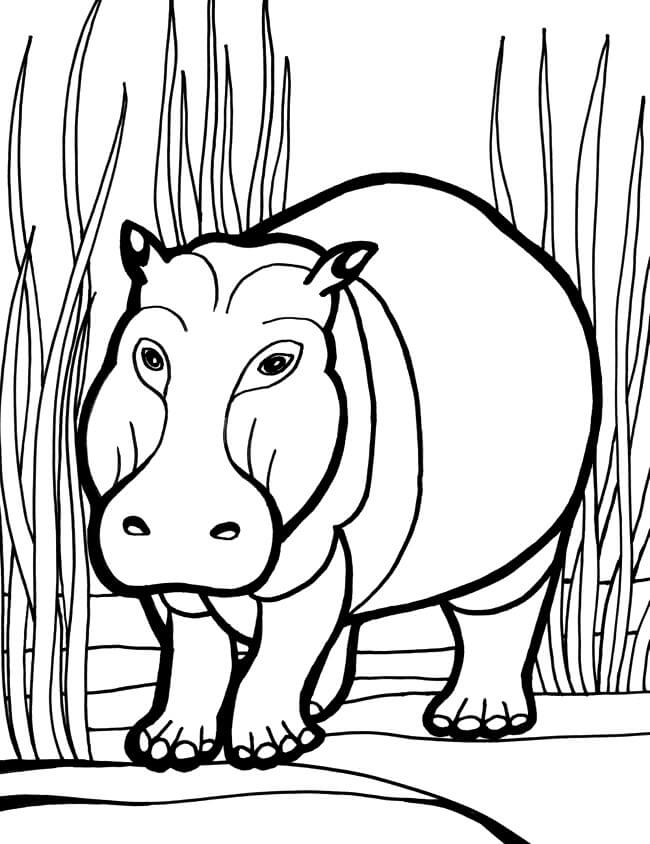 Hipopotamo para colorir