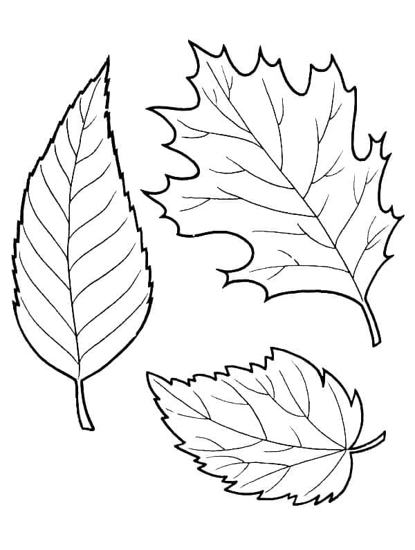 Dibujos de Hojas de otoño para imprimir gratis para colorear