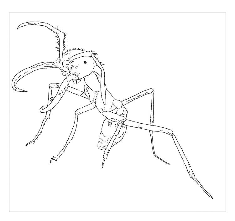 Dibujos de Hormiga Perfecta para colorear