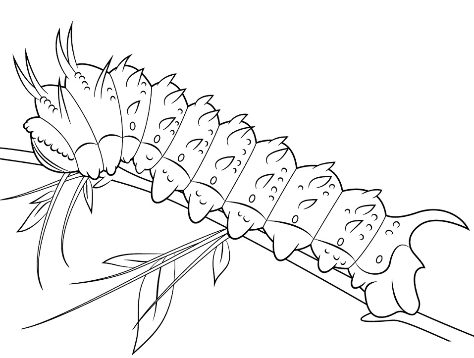 Dibujos de Hubbards Silkmoth Caterpillar para colorear