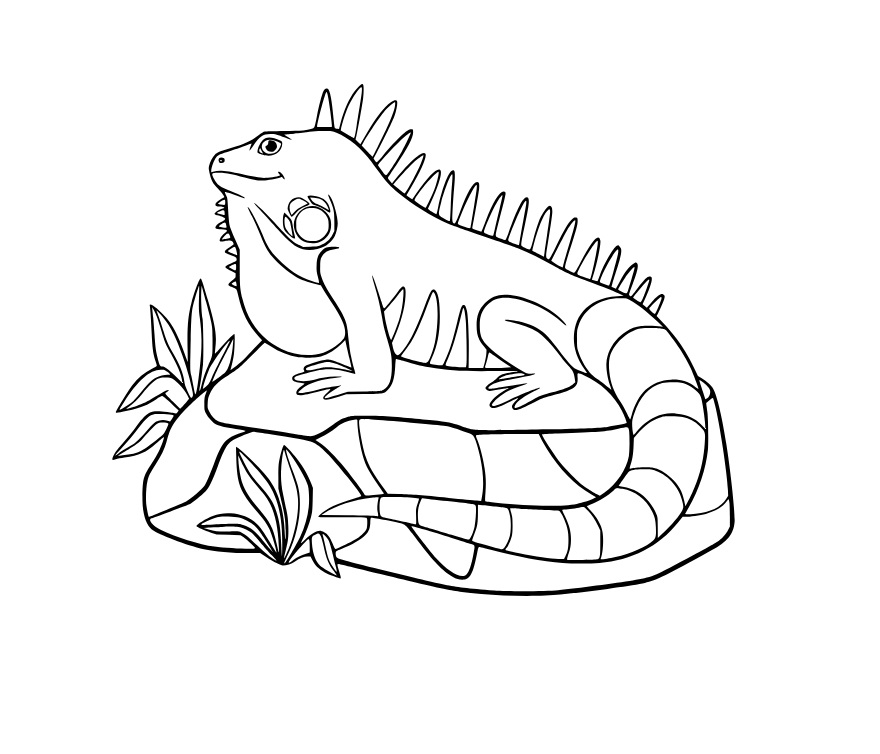 Dibujos de Iguana En la Roca para colorear
