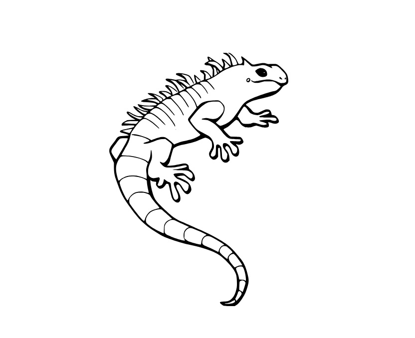 Dibujos de Iguana Muy Fácil para colorear