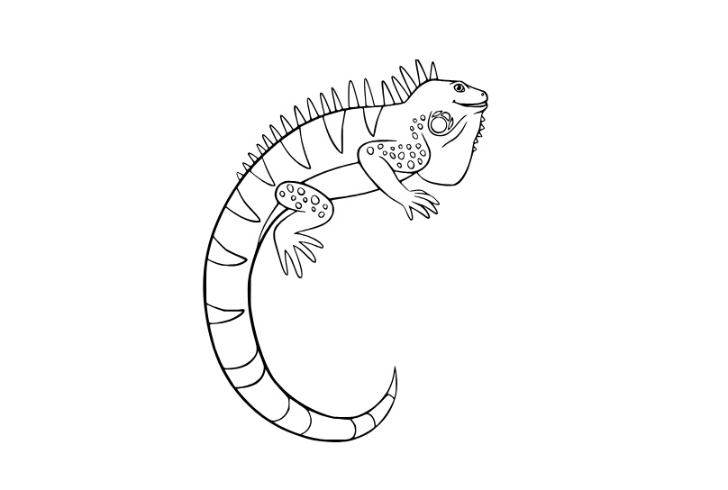 Iguana Sencilla para colorir