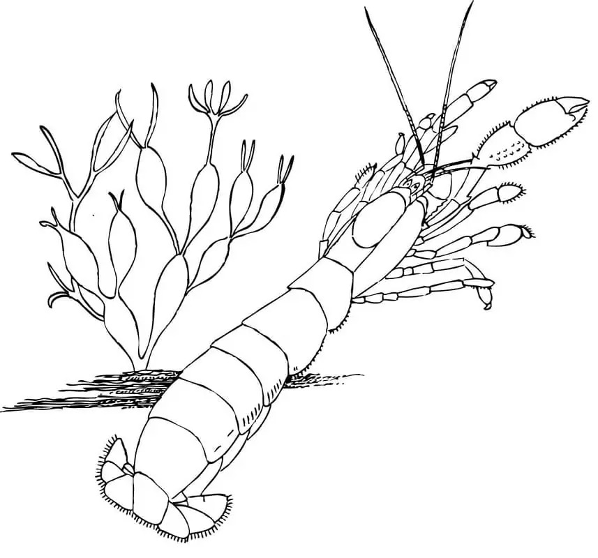 Dibujos de Imagen Camarones imprimible gratis para colorear