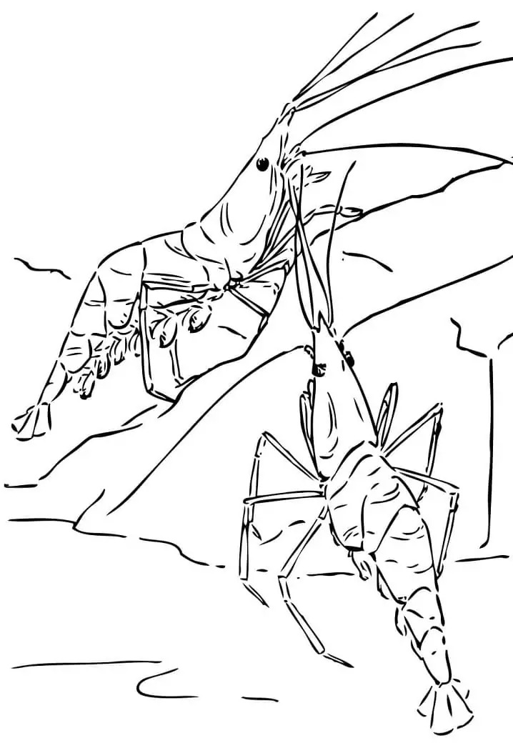 Dibujos de Imagen Camarones imprimible para colorear