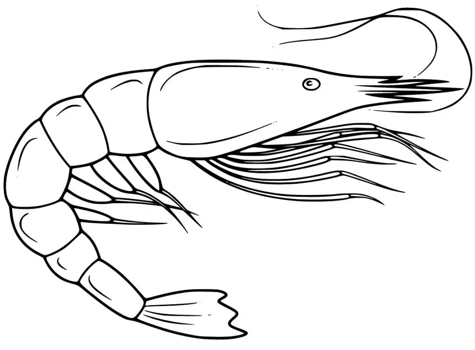 Dibujos de Imagen de camarones en niños para colorear
